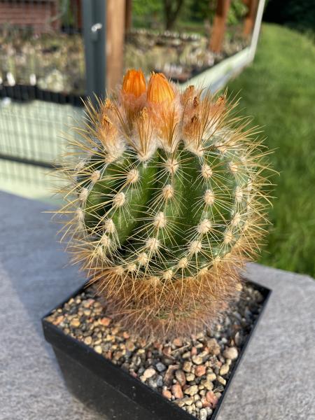 Parodia spec. orange